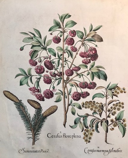 Besler Basilius (1561-1629) Cerasus flore pleno... 1613 Norimberga 